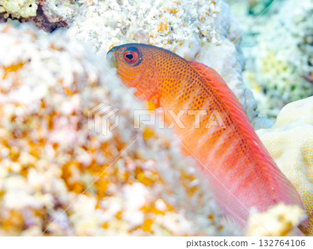 一條美麗的紅鱸魚。美麗的珊瑚礁和成群的熱帶魚。安室島，慶良間群島，島尻郡，沖繩縣，座間味島 - 2025 132764106