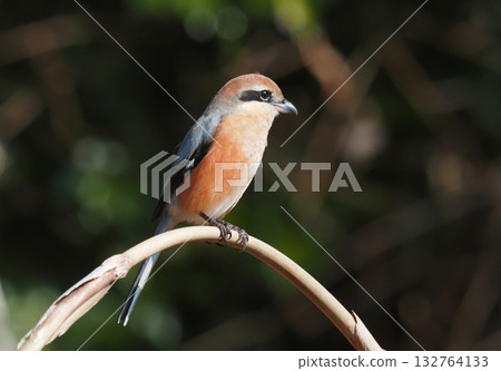 Mos (male) 132764133