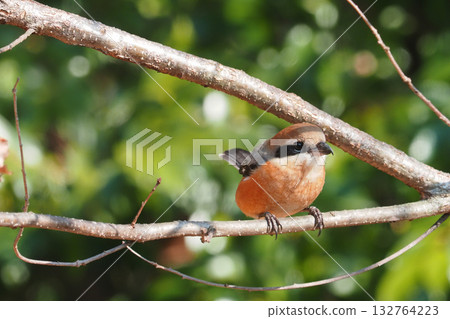 Mos (male) 132764223