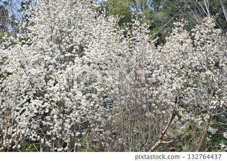 Hakkumen in full bloom Hakkumen in full bloom 132764437