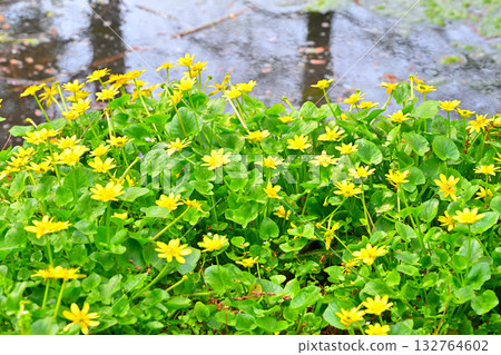 Spring flowers marsh marigold Spring colors Spring flowers marsh marigold Spring colors 132764602