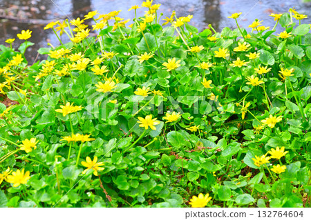 春花金盞花,春色繽紛 春花金盞花,春色繽紛 132764604