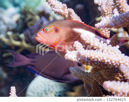 Spectacled Hawkfish guarding their territory. Beautiful coral reefs and schools of tropical fish. Amuro Island, Kabi Island, Kerama Islands, Shimajiri District, Okinawa Prefecture 132764625