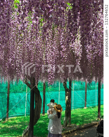 津市風早村:一位母親抱著嬰兒,站在盛開的紫藤花下。 津市風早村:一位母親抱著嬰兒,站在盛開的紫藤花下。 132764652