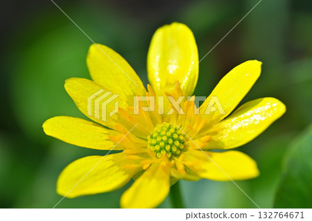 Marsh marigold, single flower, macro photography 132764671