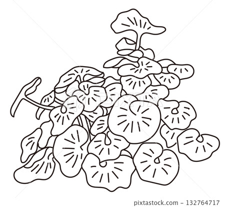 Vector illustration of exterior and garden planting Vector illustration of exterior and garden planting 132764717