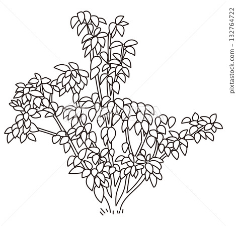 戶外及花園植物的向量圖 132764722
