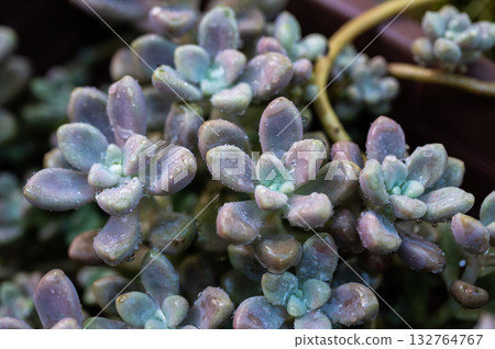 Close up of Crassulaceae succulent plants growing in the garden. The Crassulaceae also known as the stonecrop family. 132764767