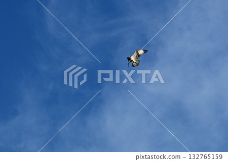 An osprey hovers to spot its prey 132765159