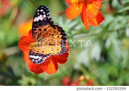 一隻黑白蛺蝶正在吸食橙色波斯菊花的花蜜，特寫鏡頭捕捉到了這一幕。 132765204
