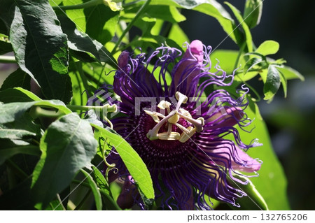 Landscape of a purple Passiflora flowering tree Landscape of a purple Passiflora flowering tree 132765206