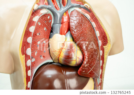 Human model anatomy for medical training course, teaching medicine education. 132765245