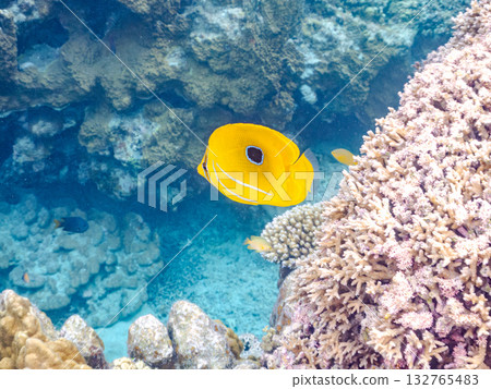 Sea butterflyfish. Beautiful coral reefs and schools of tropical fish. Amuro Island, Kabi Island, Kerama Islands, Shimajiri District, Okinawa Prefecture 132765483