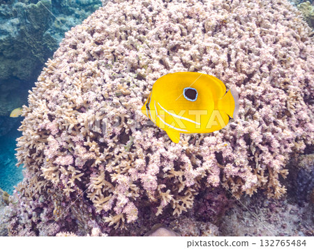 Sea butterflyfish. Beautiful coral reefs and schools of tropical fish. Amuro Island, Kabi Island, Kerama Islands, Shimajiri District, Okinawa Prefecture 132765484
