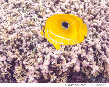 Sea butterflyfish. Beautiful coral reefs and schools of tropical fish. Amuro Island, Kabi Island, Kerama Islands, Shimajiri District, Okinawa Prefecture 132765485
