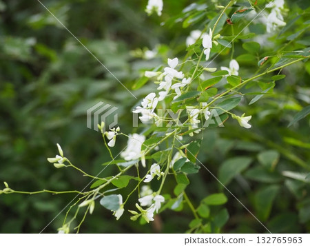 白馬 白馬 132765963