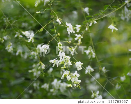 White horse 132765967