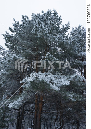 Winter Wonderland: Trees Blanketed in Fresh Snow 132766228