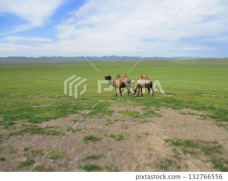 Mongolian camel diorama 132766556