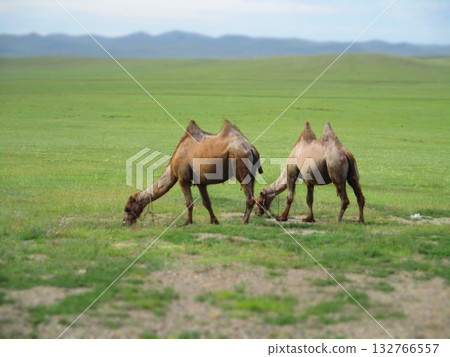 Mongolian camel diorama 132766557