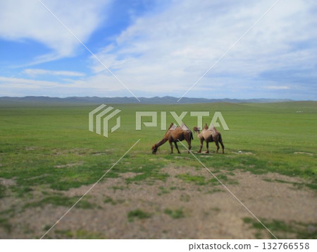Mongolian camel diorama 132766558