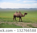 Mongolian camel diorama 132766588