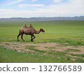 Mongolian camel diorama 132766589