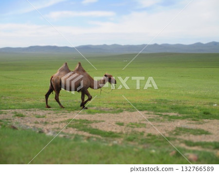 Mongolian camel diorama 132766589
