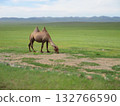 Mongolian camel diorama 132766590