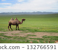 Mongolian camel diorama 132766591