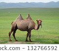 Mongolian camel diorama 132766592