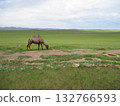Mongolian camel diorama 132766593