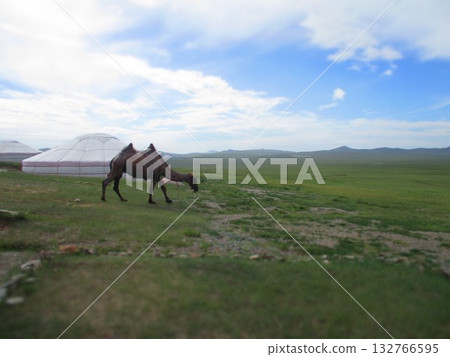 Mongolian camel diorama Mongolian camel diorama 132766595