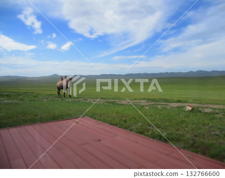 Mongolian camel diorama Mongolian camel diorama 132766600