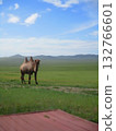 Mongolian camel diorama 132766601