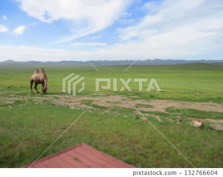 Mongolian camel diorama Mongolian camel diorama 132766604