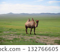 Mongolian camel diorama 132766605