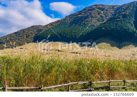 【神奈川縣】箱根之秋：仙石原蒲葦草地 132766609