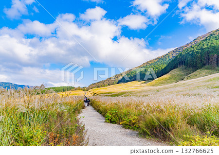 【神奈川縣】箱根之秋:仙石原蒲葦草地 【神奈川縣】箱根之秋:仙石原蒲葦草地 132766625