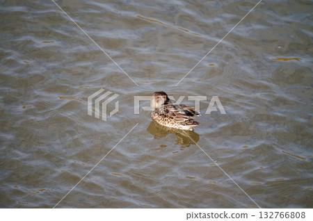 信濃川安城堤壩上的小鴨子 信濃川安城堤壩上的小鴨子 132766808