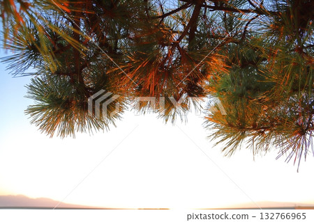 Sunset sky pine tree 132766965