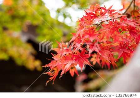 寺廟前的秋葉 寺廟前的秋葉 132766974