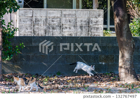 島上的貓在巷道和碼頭隨處可見。座間味港，座間味島，慶良間群島，島尻郡，沖繩縣 - 2025 132767497