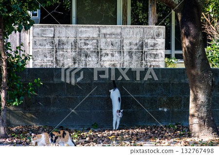 島上的貓在巷道和碼頭隨處可見。座間味港，座間味島，慶良間群島，島尻郡，沖繩縣 - 2025 132767498