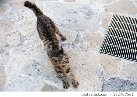 Island cats abound in the alleys and on Mt. Ontake. Zamami Port, Zamami Island, Kerama Islands, Shimajiri District, Okinawa Prefecture - 2025 132767501