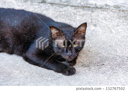 島上的貓在巷道和碼頭隨處可見。座間味港，座間味島，慶良間群島，島尻郡，沖繩縣 - 2025 132767502