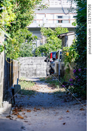 Island cats abound in the alleys and on Mt. Ontake. Zamami Port, Zamami Island, Kerama Islands, Shimajiri District, Okinawa Prefecture - 2025 132767508