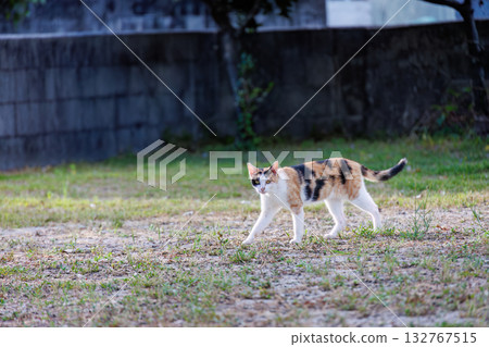 Island cats abound in the alleys and on Mt. Ontake. Zamami Port, Zamami Island, Kerama Islands, Shimajiri District, Okinawa Prefecture - 2025 132767515
