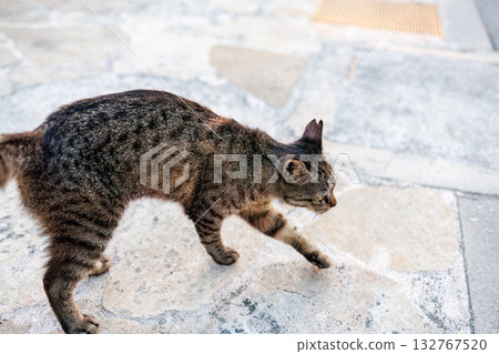 Island cats abound in the alleys and on Mt. Ontake. Zamami Port, Zamami Island, Kerama Islands, Shimajiri District, Okinawa Prefecture - 2025 132767520