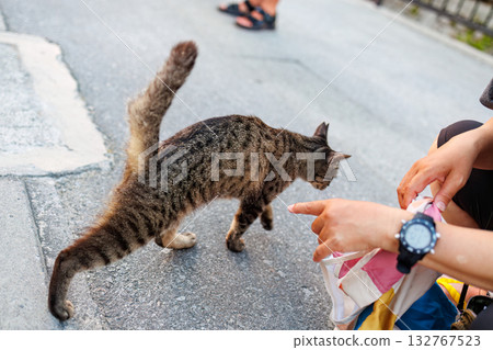Island cats abound in the alleys and on Mt. Ontake. Zamami Port, Zamami Island, Kerama Islands, Shimajiri District, Okinawa Prefecture - 2025 132767523